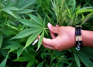 TOP ZECE motive pentru care MARIJUANA ar putea creste economia