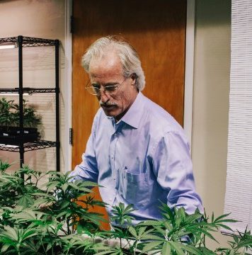 Bancile din SUA refuza sa crediteze afacerile cu marijuana legala