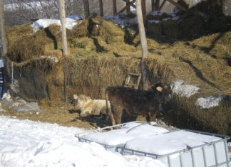 Fermierii trebuie sa asigure animalelor conditii bune pentru o iarna severa