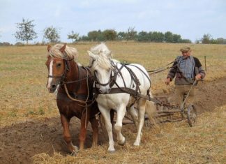 Consultantii pentru proiecte agricole vor fi acreditati
