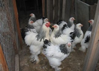 Crescatorii de pasari si porcine primesc sprijin pentru bunastarea animalelor