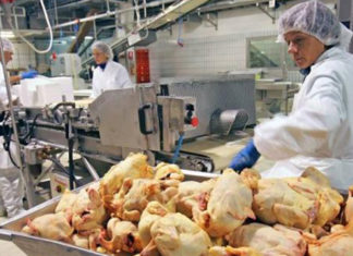Producatorul de carne de pui din Cluj a intrat in insolventa!